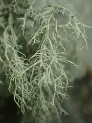 Usnea mutabilis