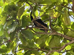 Coendou mexicanus