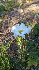 Mandevilla petraea