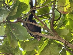 Coendou mexicanus