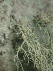 Usnea mutabilis