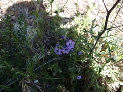 Gilia
