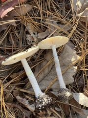 Amanita citrina