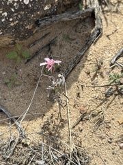 Palafoxia sphacelata