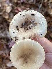 Amanita citrina