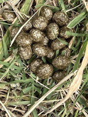 Lagomorpha