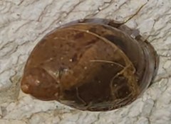 Succineidae