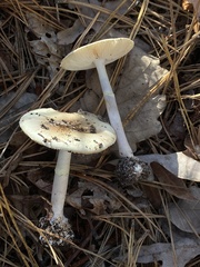 Amanita citrina