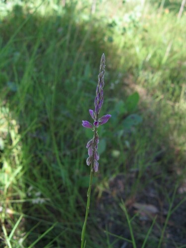 Polygala longifolia