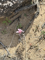 Palafoxia sphacelata