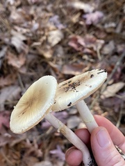 Amanita citrina