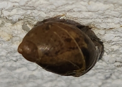 Succineidae