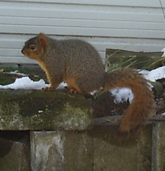 Sciurus niger