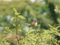 Cisticola marginatus