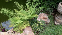 Pelazoneuron kunthii