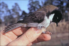 Melithreptus affinis