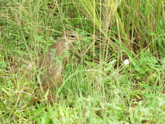 Euxerus erythropus