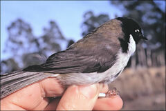 Melithreptus affinis