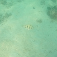 Acanthurus triostegus