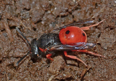 Odynerus cinnabarinus