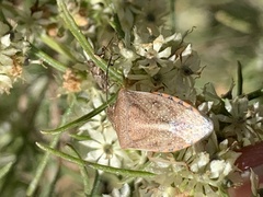 Thyanta custator accerra