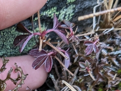 Sibbaldiopsis tridentata