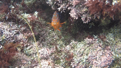 Hypsypops rubicundus