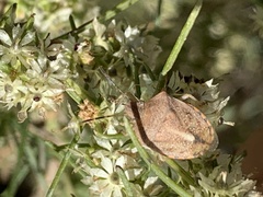 Thyanta custator accerra