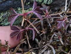 Sibbaldiopsis tridentata