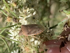 Thyanta custator accerra