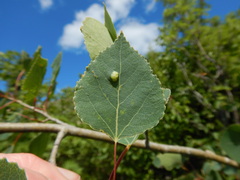 Harmandiola