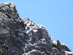 Carduelis citrinella