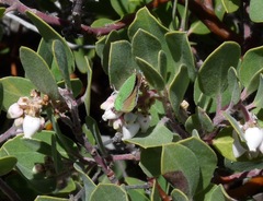 Callophrys