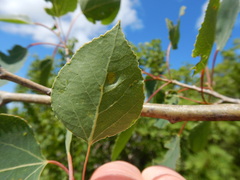 Harmandiola