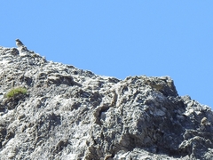 Carduelis citrinella