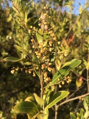 Lithraea brasiliensis