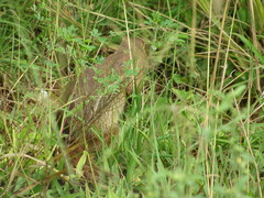 Euxerus erythropus