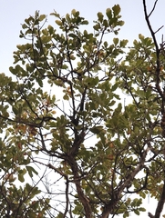 Quercus sinuata