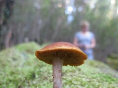 Gymnopilus eucalyptorum