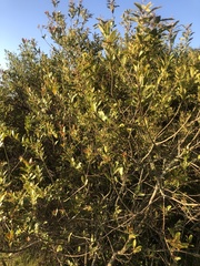 Lithraea brasiliensis