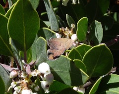 Callophrys augustinus