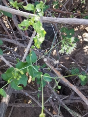 Commicarpus scandens