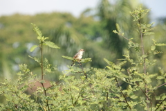 Cisticola marginatus
