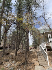 Acer grandidentatum