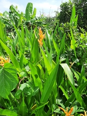 Heliconia