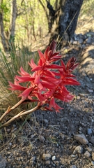 Sacoila lanceolata