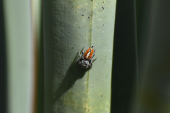 Phidippus vexans