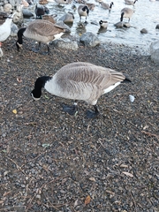 Branta canadensis