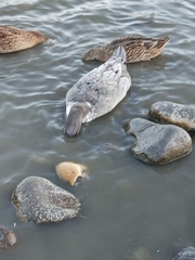 Anas platyrhynchos domesticus