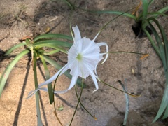Hymenocallis
